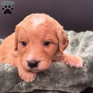Tank, Mini Goldendoodle Puppy